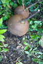 Tropical Botanical Garden - Copyright : See Otherwise 2012 - 2023