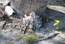 Tuamotu - Fakarava - Copyright : See Otherwise 2012 - 2023
