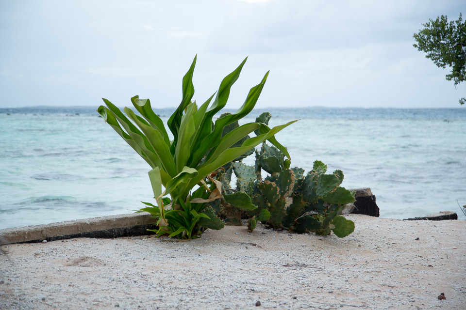 3L9A9445.jpg Tuamotu - Manihi - Copyright : See Otherwise 2012 - 2025