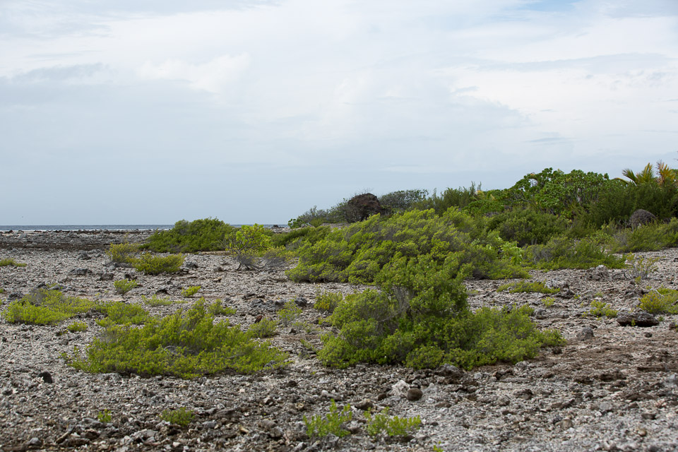 3L9A9458.jpg Tuamotu - Manihi - Copyright : See Otherwise 2012 - 2025