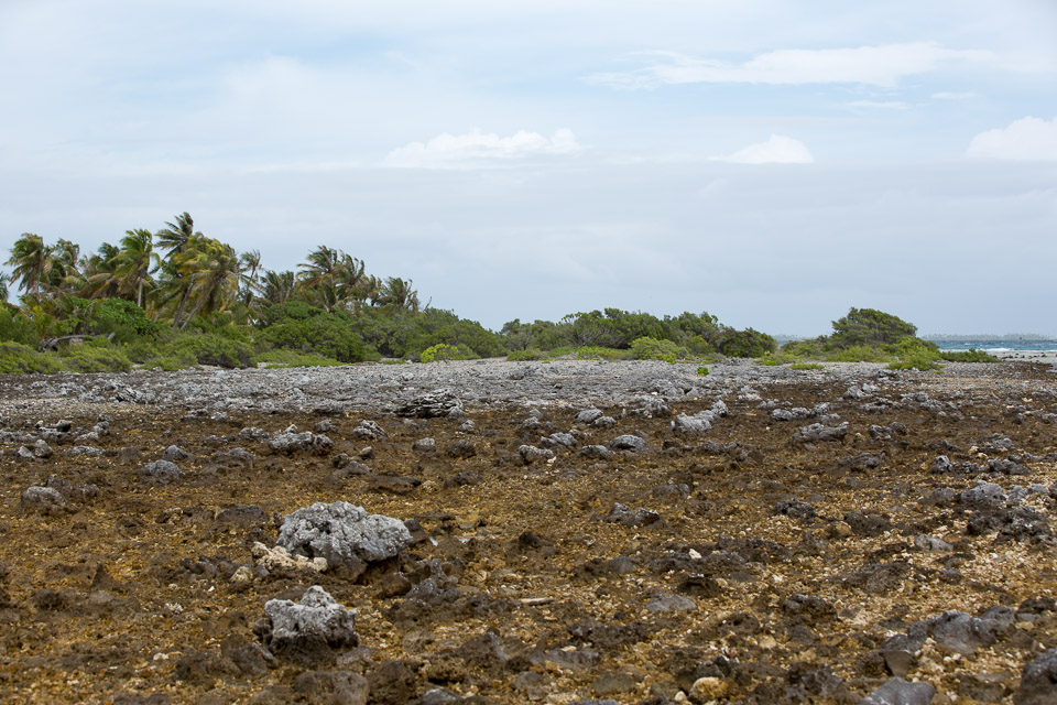 3L9A9527.jpg Tuamotu - Manihi - Copyright : See Otherwise 2012 - 2025