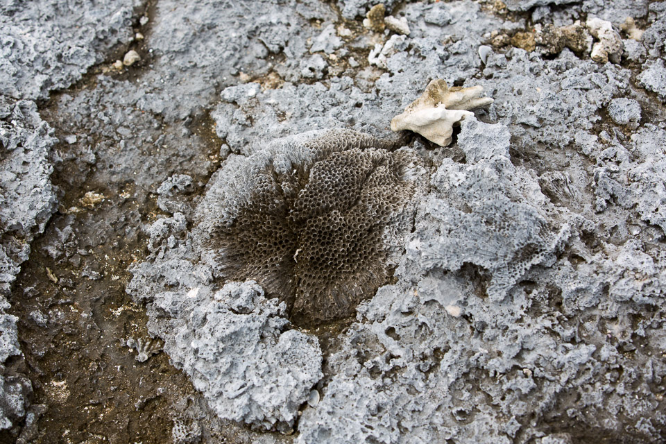 3L9A9531.jpg Tuamotu - Manihi - Copyright : See Otherwise 2012 - 2025