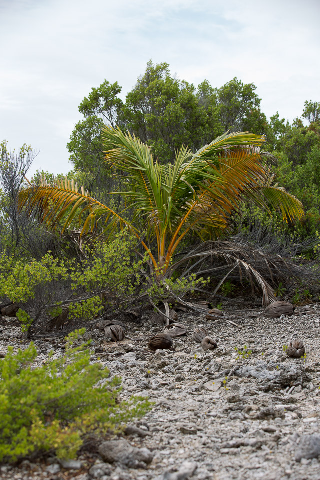 3L9A9563.jpg Tuamotu - Manihi - Copyright : See Otherwise 2012 - 2025