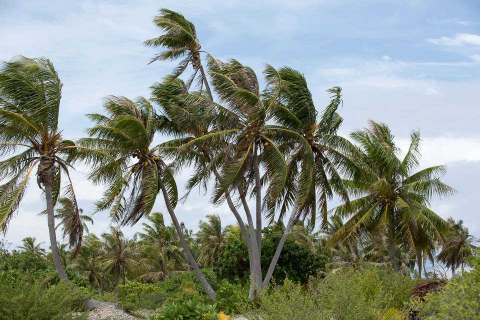3L9A9568.jpg Tuamotu - Manihi - Copyright : See Otherwise 2012 - 2025
