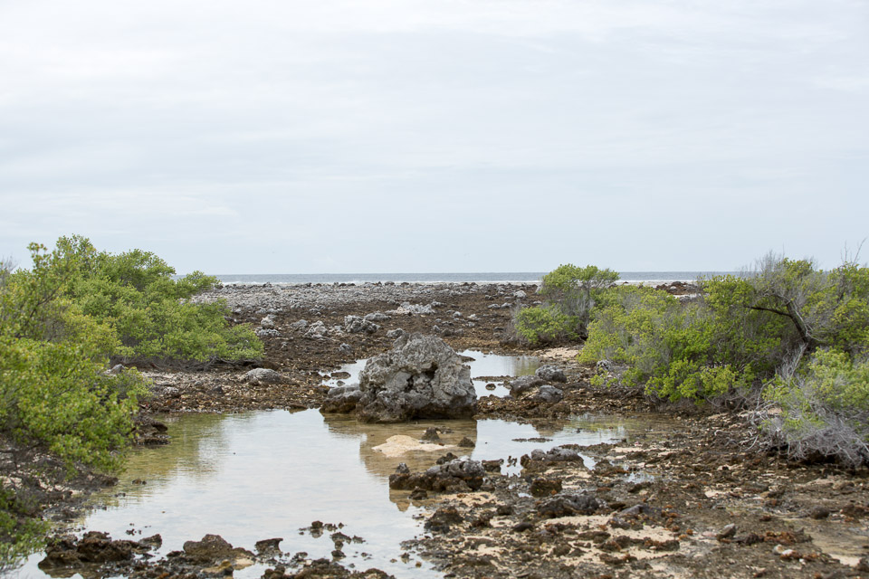 3L9A9569.jpg Tuamotu - Manihi - Copyright : See Otherwise 2012 - 2025