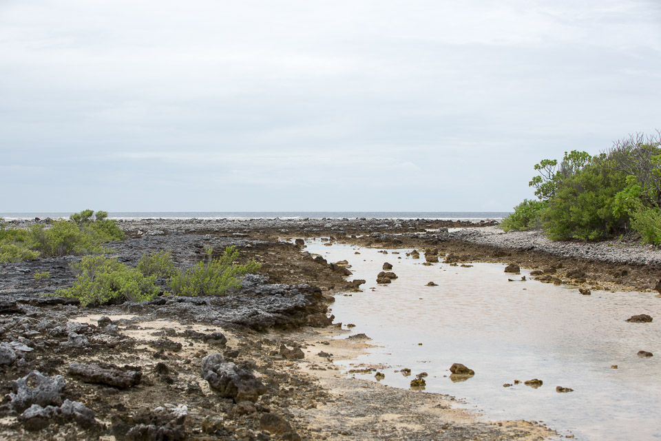 3L9A9572.jpg Tuamotu - Manihi - Copyright : See Otherwise 2012 - 2025