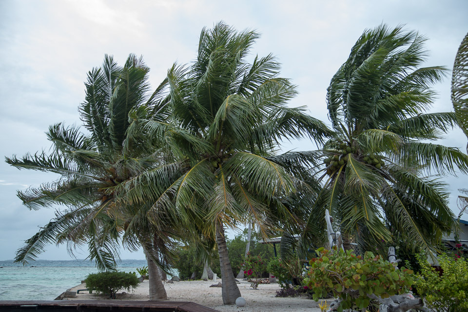 3L9A9436.jpg Tuamotu - Manihi - Copyright : See Otherwise 2012 - 2025