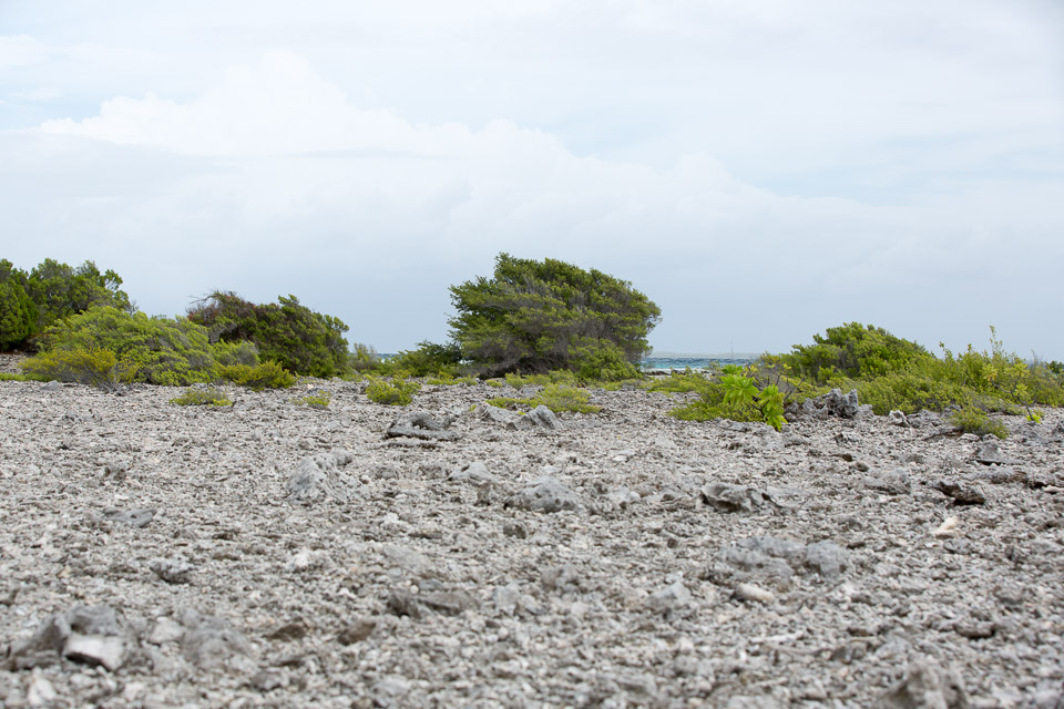 3L9A9532.jpg Tuamotu - Manihi - Copyright : See Otherwise 2012 - 2025