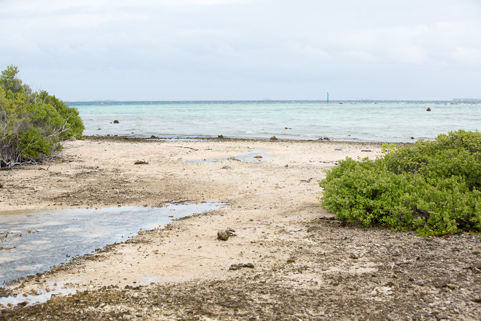 3L9A9538.jpg Tuamotu - Manihi - Copyright : See Otherwise 2012 - 2025