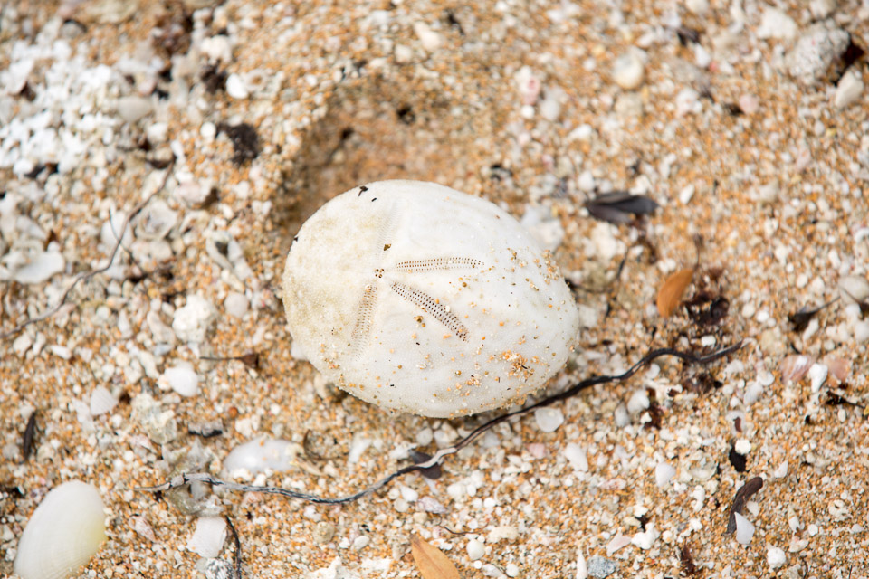 3L9A9549.jpg Tuamotu - Manihi - Copyright : See Otherwise 2012 - 2025