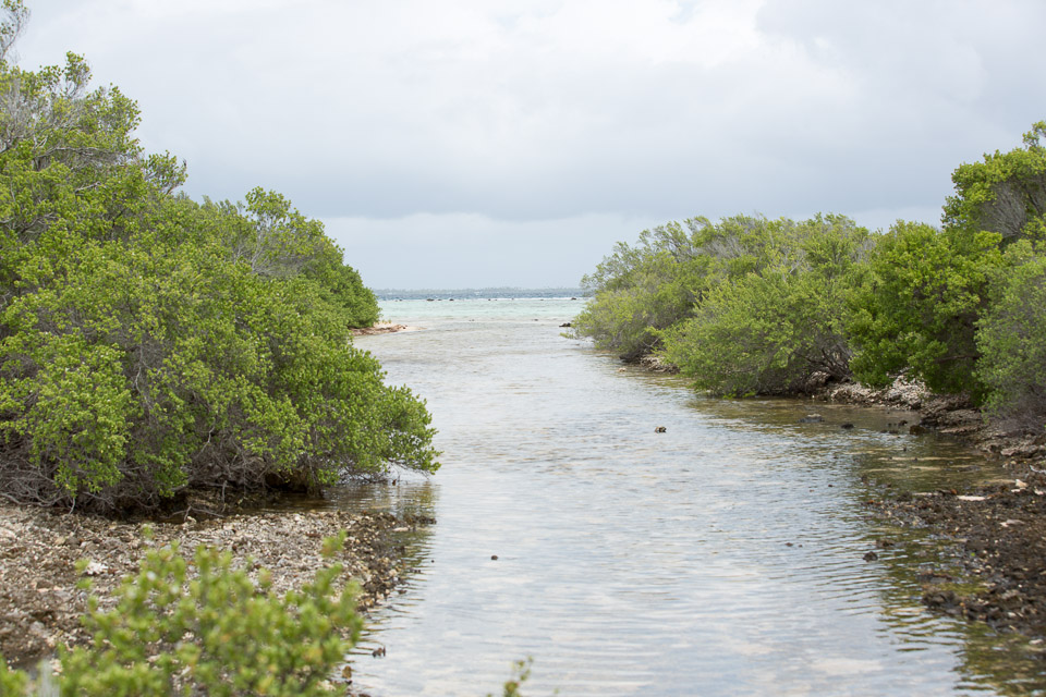 3L9A9564.jpg Tuamotu - Manihi - Copyright : See Otherwise 2012 - 2025