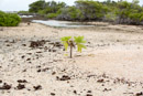Tuamotu - Manihi - Copyright : See Otherwise 2012 - 2023