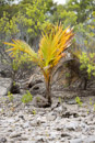 Tuamotu - Manihi - Copyright : See Otherwise 2012 - 2023