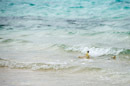 Tuamotu - Manihi - Copyright : See Otherwise 2012 - 2023