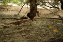 Tuamotu - Rangiroa - Copyright : See Otherwise 2012 - 2023