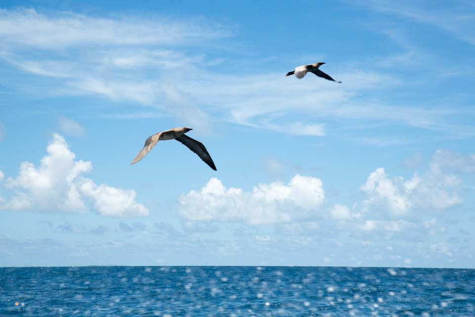 3L9A9309.jpg Tuamotu - Tikehau - Copyright : See Otherwise 2012 - 2025