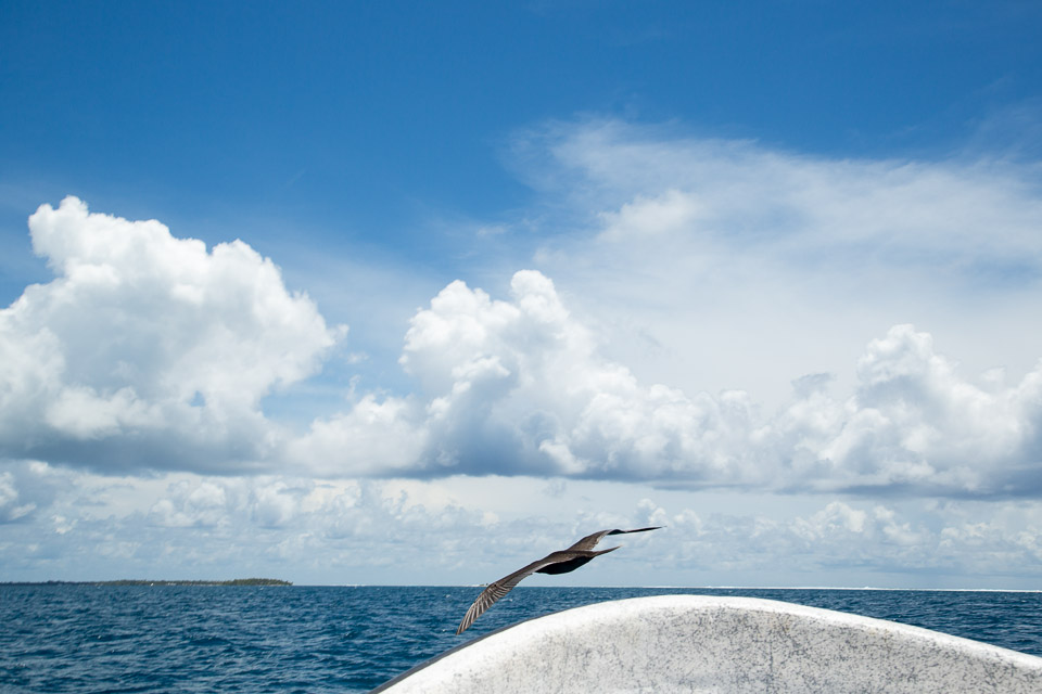3L9A9357.jpg Tuamotu - Tikehau - Copyright : See Otherwise 2012 - 2025