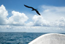 3L9A9353.jpg Tuamotu - Tikehau - Copyright : See Otherwise 2012 - 2023