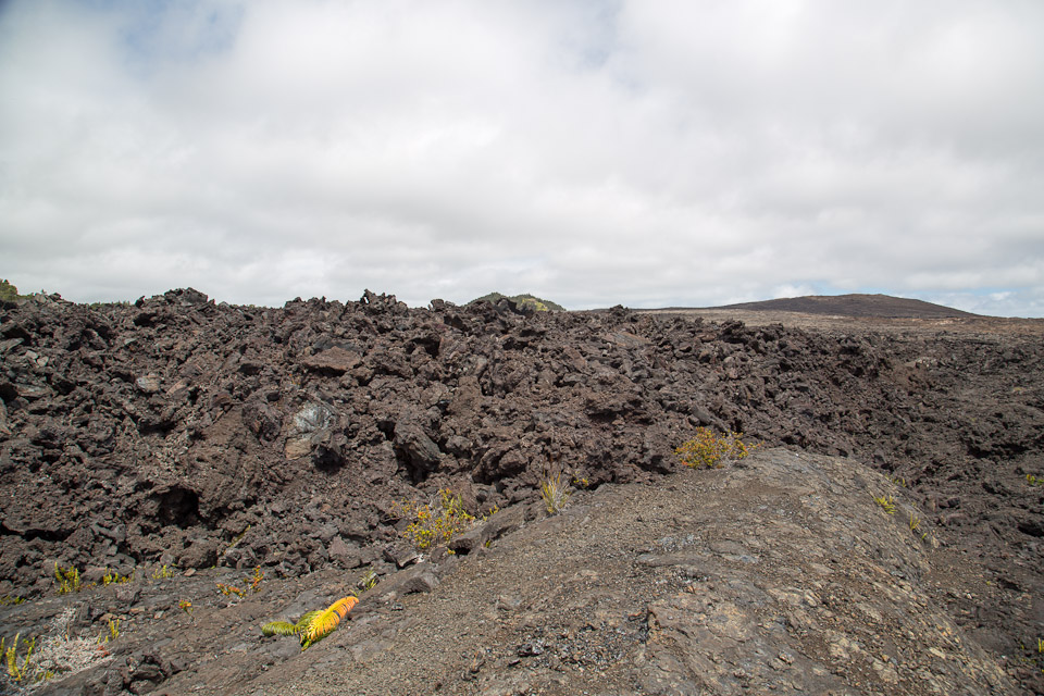 3L9A9436.jpg Volcan Kilauea - Copyright : See Otherwise 2012 - 2024