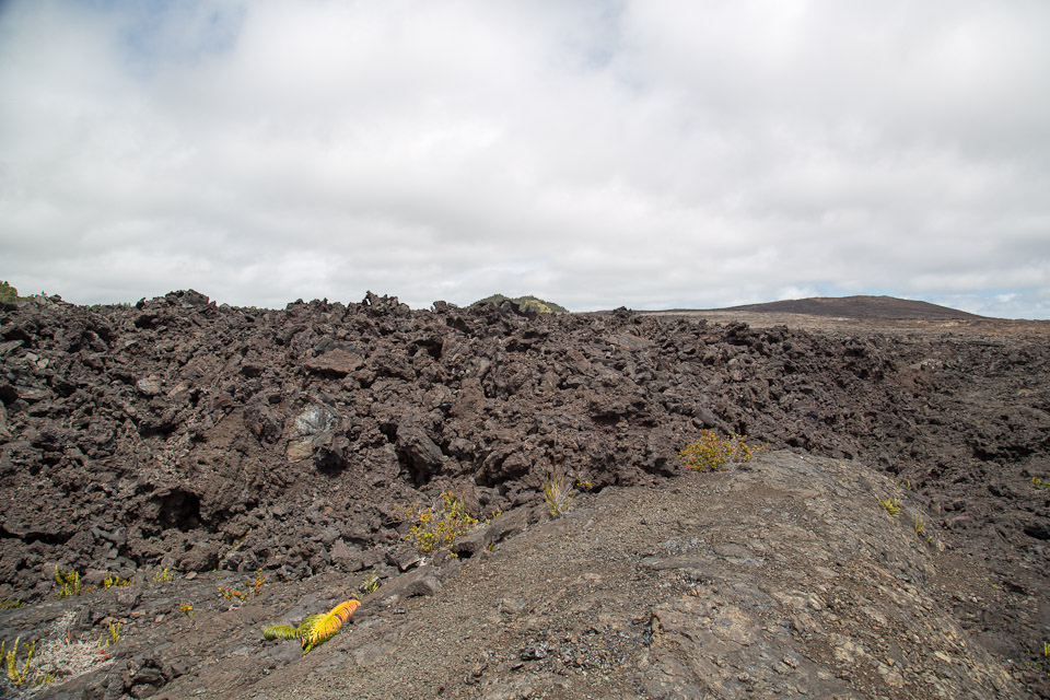 3L9A9436.jpg Volcan Kilauea - Copyright : See Otherwise 2012 - 2025