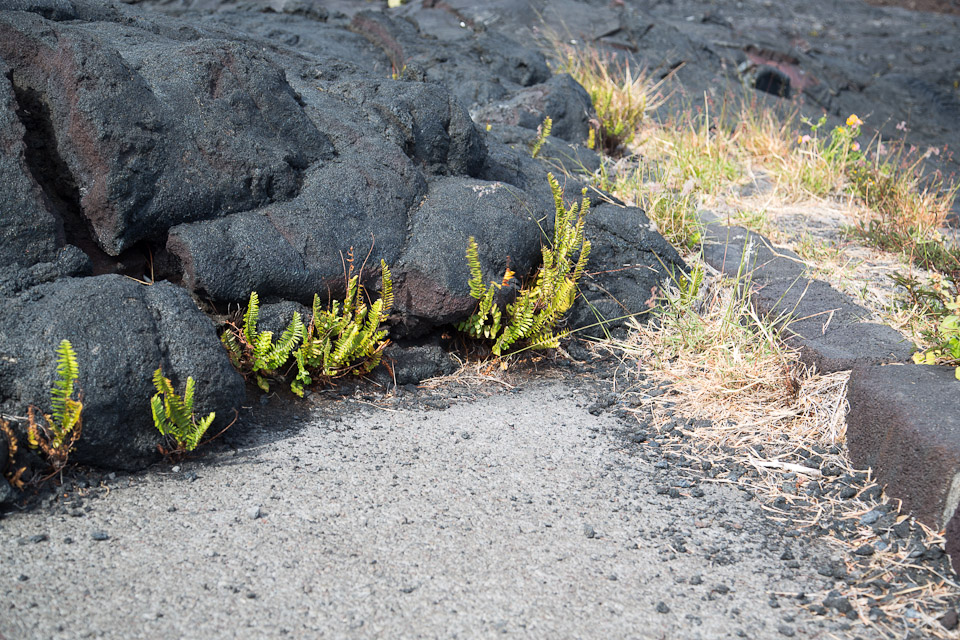 3L9A9636.jpg Volcan Kilauea - Copyright : See Otherwise 2012 - 2025