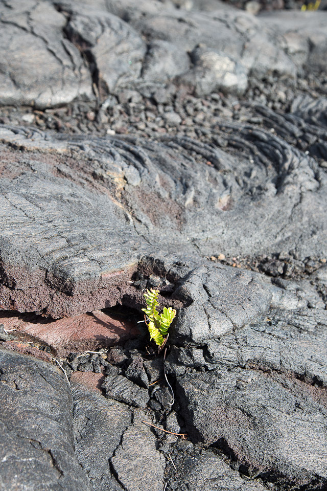 3L9A9641.jpg Volcan Kilauea - Copyright : See Otherwise 2012 - 2024