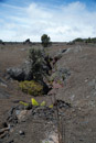 Volcan Kilauea - Copyright : See Otherwise 2012 - 2023
