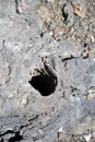 3L9A9383.jpg Volcan Kilauea - Copyright : See Otherwise 2012 - 2025