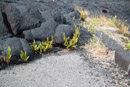 3L9A9636.jpg [Hawaii]Volcan Kilauea - Copyright : See Otherwise 2012 - 2022