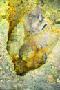 3L9A1382.jpg Volcan Vulcano - Copyright : See Otherwise 2012 - 2023