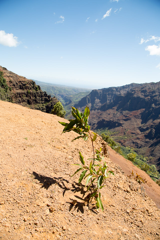 3L9A8370.jpg Waimea canyon - Copyright : See Otherwise 2012 - 2024