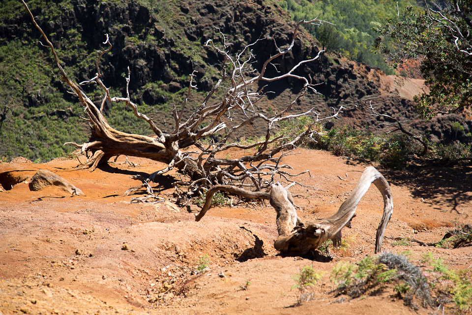 3L9A8373.jpg Waimea canyon - Copyright : See Otherwise 2012 - 2024