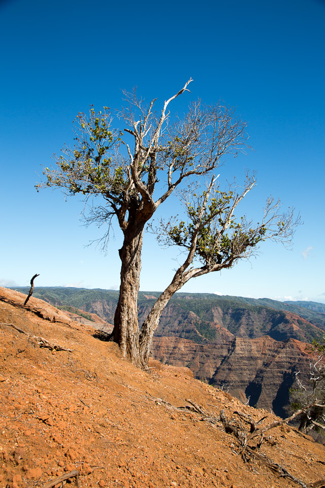 3L9A8490.jpg Waimea canyon - Copyright : See Otherwise 2012 - 2025