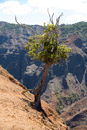 Waimea canyon - Copyright : See Otherwise 2012 - 2023