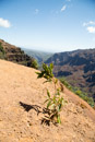 Waimea canyon - Copyright : See Otherwise 2012 - 2023